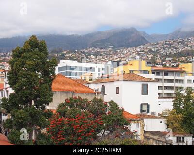 Blick auf die Stadt funchal auf madeira mit Gebäuden und Frühlingsbäumen vor dem Hintergrund von Bergen und bewölktem Himmel Stockfoto