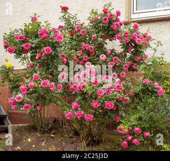 Großer Rosenstrauch mit der berühmten Rosa Centifolia foliacea, der Provence Rose oder Kohl-Rose Stockfoto