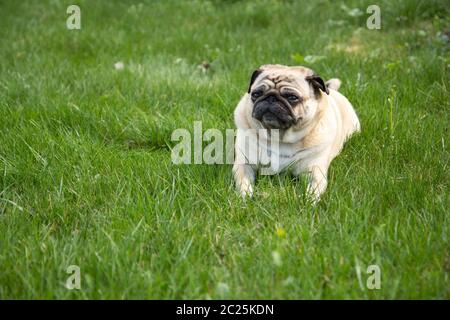 Mops Hund liegend auf der Wiese im Park Stockfoto
