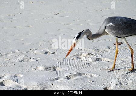 Ein neugieriger Graureiher schaut sich die Fußabdrücke im Sand an Stockfoto