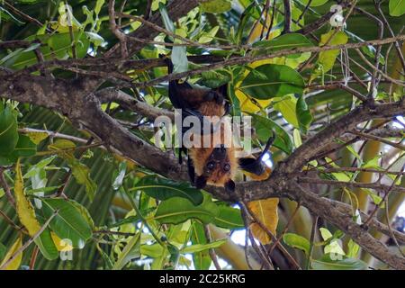 Ein männlicher fliegender Fuchs hängt kopfüber in einem Baum in Asien. Ein fliegender Hund in einem Baum Stockfoto