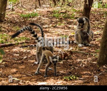 Porträt des Ringschwanzlemurs Lemur catta aka King Julien im Lemirs Park, Arivonimamo, Antananarivo, Madagaskar Stockfoto