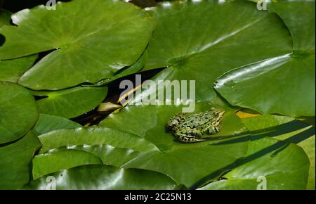 Ein grüner Frosch sitzt auf einem Seerosenblatt in der Mitte anderer grüner Blätter am Teich Stockfoto