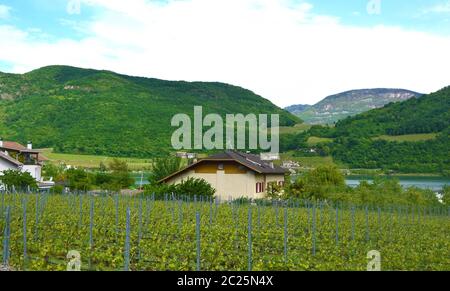 Kalterer See Weinberg, Kalterer See. Traube Plantage nahe Kalterer See in Bozen, Südtirol, Italien. Stockfoto