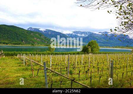 Kalterer See Weinberg, Kalterer See. Traube Plantage nahe Kalterer See in Bozen, Südtirol, Italien. Stockfoto