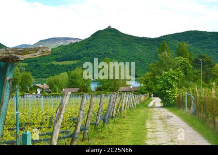 Kalterer See Weinberg, Kalterer See. Traube Plantage nahe Kalterer See in Bozen, Südtirol, Italien. Stockfoto