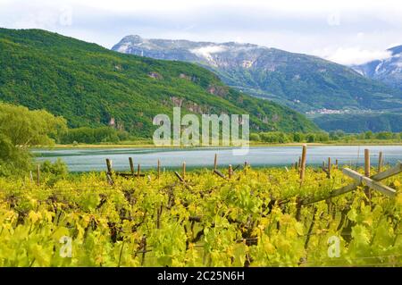 Kalterer See Weinberg, Kalterer See. Traube Plantage nahe Kalterer See in Bozen, Südtirol, Italien. Stockfoto