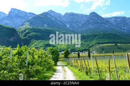 Kalterer See Weinberg, Kalterer See. Traube Plantage nahe Kalterer See in Bozen, Südtirol, Italien. Stockfoto
