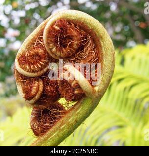 Ein sich ausrollendes Farnblatt in Nahaufnahme mit komplexen Spiralmuster mit hellgrünem Hintergrund Stockfoto