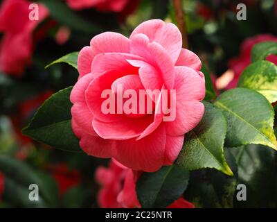 Nahaufnahme einer schönen rosa Kamelienblüte mit bunten grünen Blättern Stockfoto