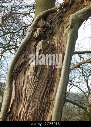 Eine Nahaufnahme eines gespaltenen lebenden Baumstamms mit freiliegendem, strukturiertem Holz mit Maserung und umliegender Rückseite gegen einen Waldrücken Stockfoto