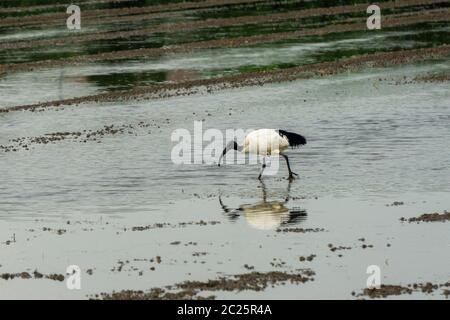 Afrikanischer heiliger Ibis in einem Reisfeld Stockfoto