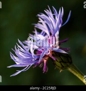 Eine blühende Kornblume in den Farben hellblau, lila und rosa Stockfoto