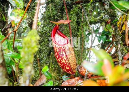 Wilde Nepenthes, tropische Krug Pflanzen, rote Affen Tassen Stockfoto