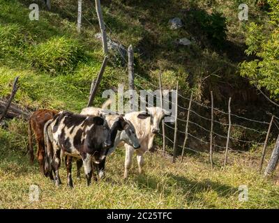 Junge Ochsen, die frei in der Filed leben - Vieh Vieh Stockfoto