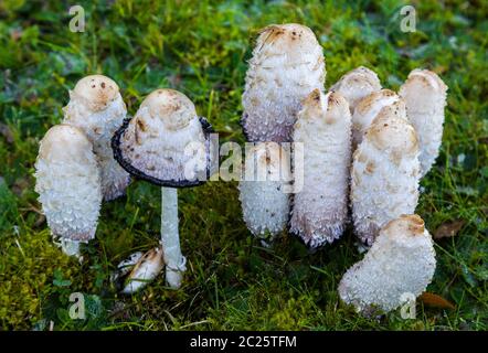 Tintenpilz (Coprinus comatus) Stockfoto