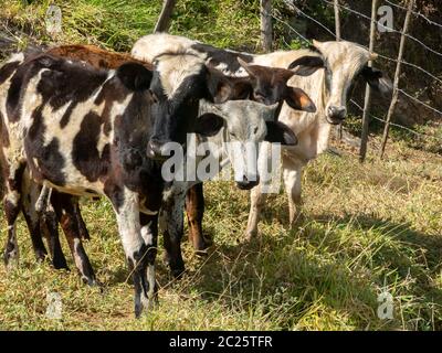 Junge Ochsen, die frei in der Filed leben - Vieh Vieh Stockfoto