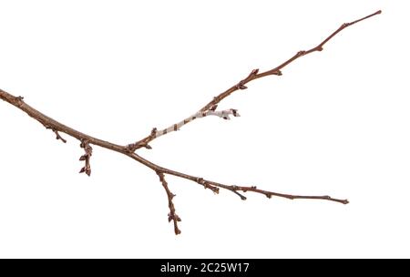 Trockene aprikosenbaum Zweig. isoliert auf weißem Stockfoto