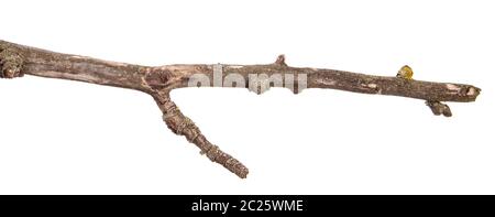 Trockene Pear Tree Branch mit rissige Rinde. isoliert auf weißem Stockfoto