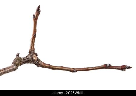 Trockene Pear Tree Branch mit rissige Rinde. isoliert auf weißem Stockfoto