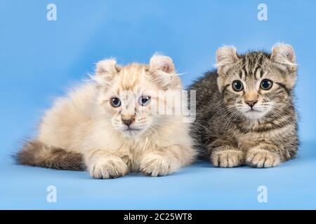 Zwei Rassekatzen American Curl (Felis silvestris catus), Kurzhaar und Langhaar, black tabby fleched und blue tabby Point, 10 Wochen, Österreich Stockfoto