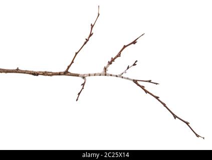 Trockene aprikosenbaum Zweig. isoliert auf weißem Stockfoto