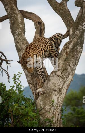 Männliche Leopard steht im Baum nach unten schauen. Stockfoto