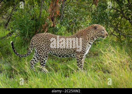 Männliche Leopard steht in Gras im Profil Stockfoto