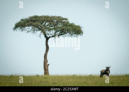 Blue Wildebeest steht in der Nähe von Tree am Horizont Stockfoto