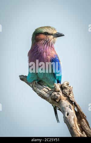 Lilac-breasted Roller auf Toten Ast nach rechts Stockfoto