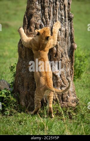Lion cub versucht Baumstamm zu klettern Stockfoto