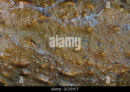 Closeup Haut des asiatischen Fluss Frosch oder riesigen asiatischen Fluss Frosch im Wald Stockfoto