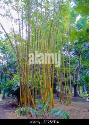 Sir Seewoosagur Ramgoolam Botanischer Garten in Pamplemousses, Mauritius Stockfoto