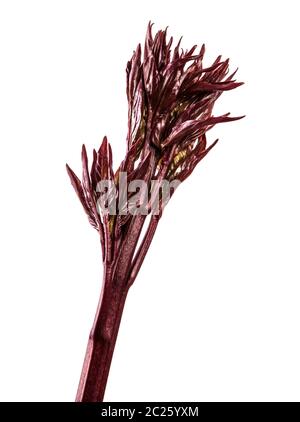 Junge Triebe pfingstrose Blüten. isoliert auf weißem Stockfoto