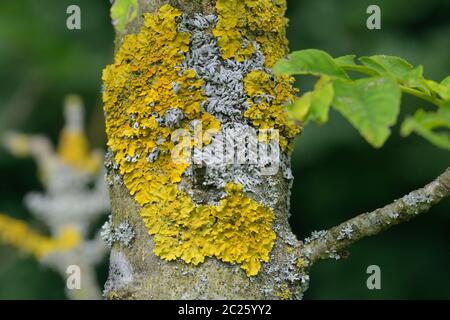 Ein Baum, der mit blättrigen Flechten bedeckt ist Stockfoto