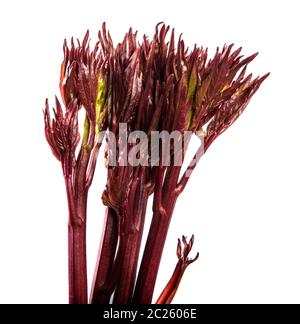 Junge Triebe pfingstrose Blüten. isoliert auf weißem Stockfoto