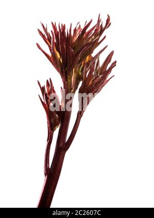 Junge Triebe pfingstrose Blüten. isoliert auf weißem Stockfoto