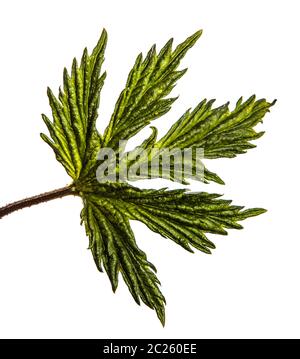 Grüne Blätter einer Kletterpflanze. isoliert auf weißem Stockfoto