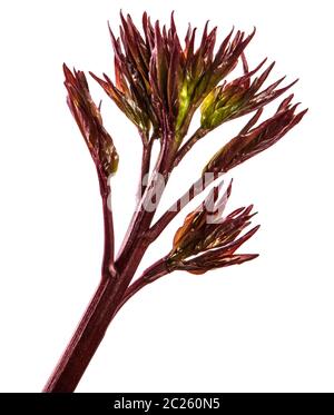 Junge Triebe pfingstrose Blüten. isoliert auf weißem Stockfoto