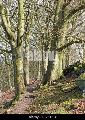 Hohe Buchen entlang eines schmalen felsigen Pfades in Morgensonne in Krähennest Wäldern in West yorkshire Stockfoto