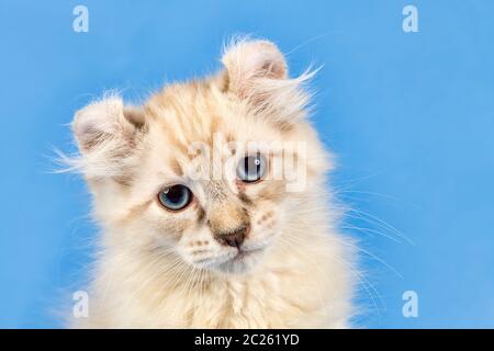 Rassekatze American Curl (Felis silvestris catus), Kurzhaar, blue tabby Point, 10 Wochen, Österreich Stockfoto