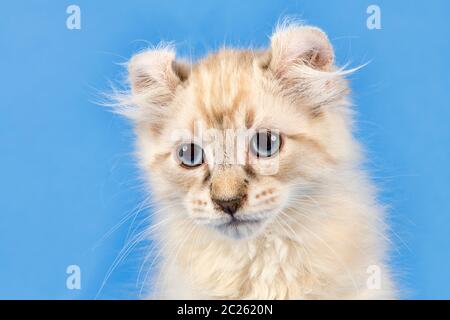 Rassekatze American Curl (Felis silvestris catus), Kurzhaar, blue tabby Point, 10 Wochen, Österreich Stockfoto