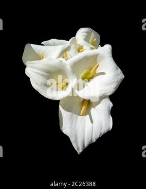 Schöne weiße Calla Lilien in Sonnenschein isoliert auf schwarz Stockfoto