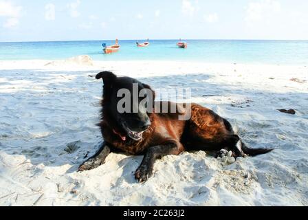 Portrait eines alten schwarzen Hundes am Strand. Stockfoto