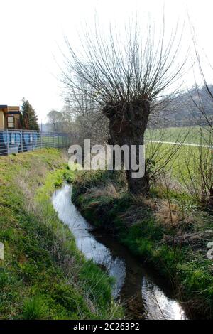 pollard Weide Stockfoto