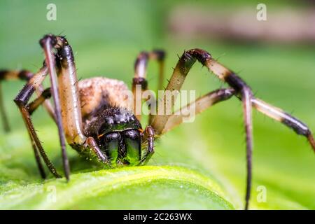 Super Makro-Bild von schwarzen und braunen Spinne auf grünem Blatt. Stockfoto