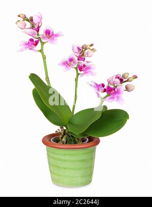 Mini Orchidee in grün Keramik Topf, isoliert Stockfoto