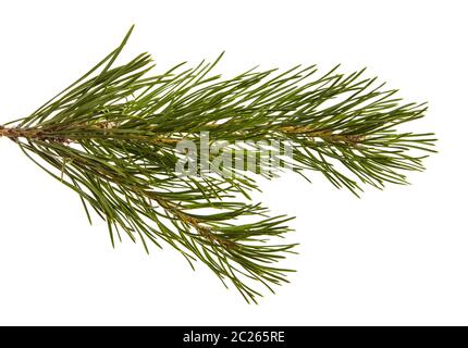 Eine Zweigniederlassung einer Kiefer. Auf weiß Isoliert Stockfoto