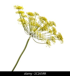 Blühende Dill isoliert auf weißem Stockfoto