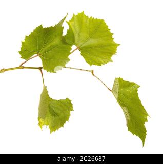 Cluster von jungen unreifen Trauben am Weinstock. Auf weiß Isoliert Stockfoto